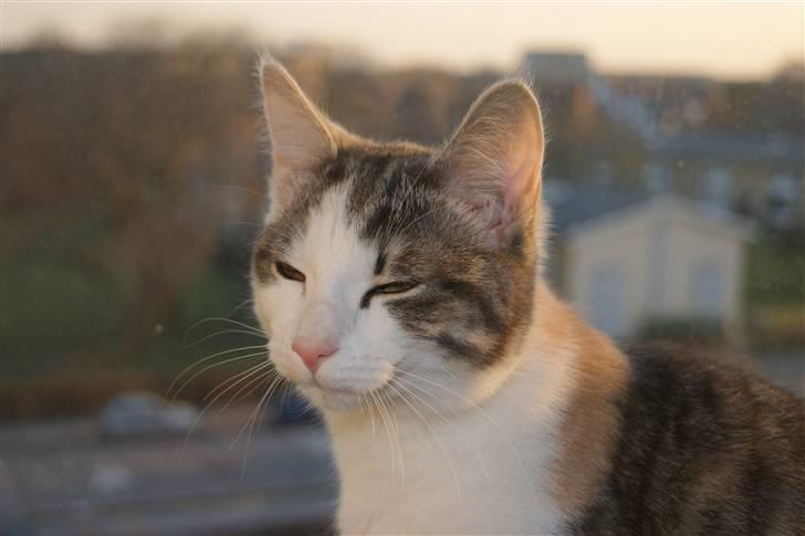 Huskat Prinsesse Sif billede 6