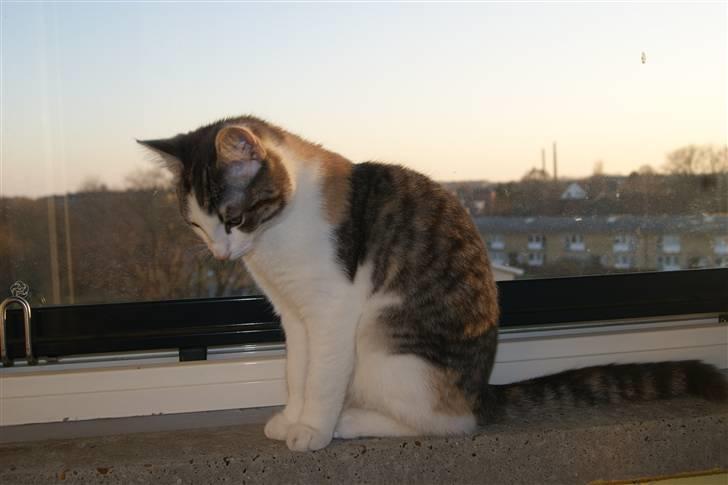 Huskat Prinsesse Sif billede 4