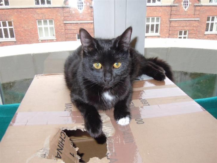 Blanding af racer Coco Chanel billede 6