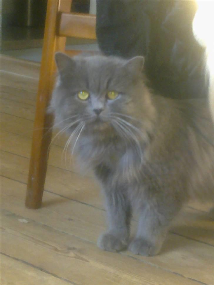 Blanding af racer Benjamin billede 1