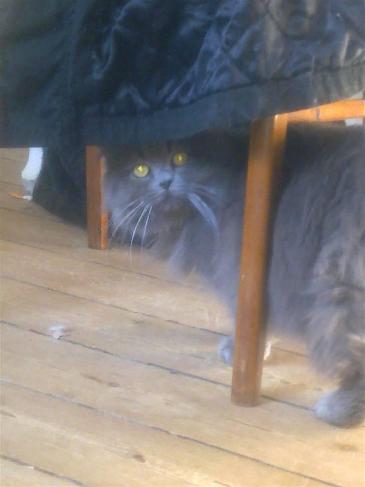 Blanding af racer Benjamin billede 2