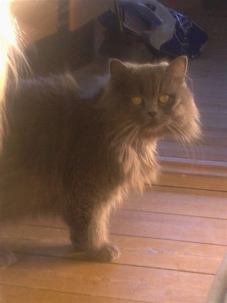 Blanding af racer Benjamin billede 3