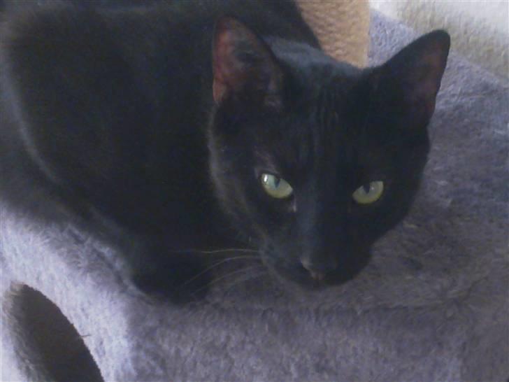 Huskat Ludvig - Ihh mor, skal du jagte os med det kamera...? billede 1