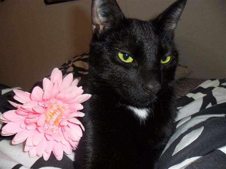 Huskat Ludvig - Arrgh nu stopper du! En lyserød blomst til en stor dreng?? billede 2