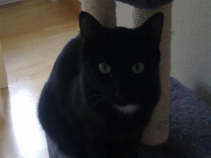 Huskat Ludvig - Jeg gider altså ikke posere lige nu! billede 3