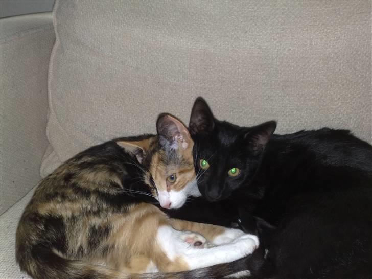 Huskat Ludvig - Ihh hvor vi hygger, søster Chilli og jeg... billede 4