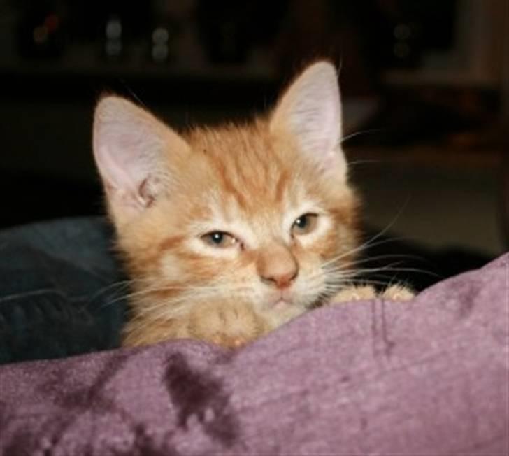 Huskat Garfield :D - Hej med jer, velkommen til min profil :D! billede 1