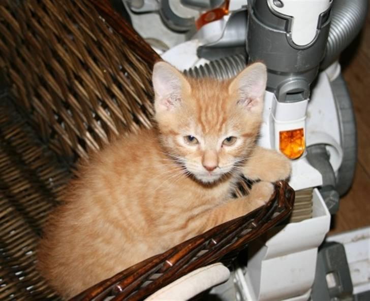 Huskat Garfield :D - "Så her sidder jeg godt" billede 2