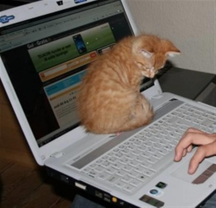 Huskat Garfield :D - " Jeg vil da også være med, til at spille computer!" billede 3