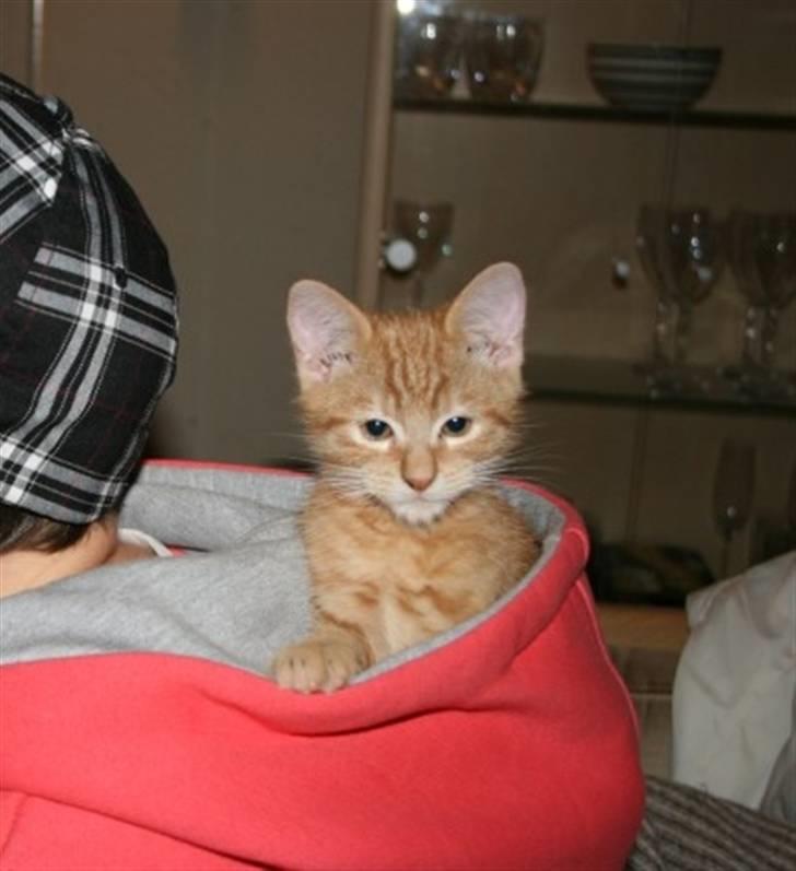 Huskat Garfield :D - "Er jeg ikke bare sød :D?" billede 5