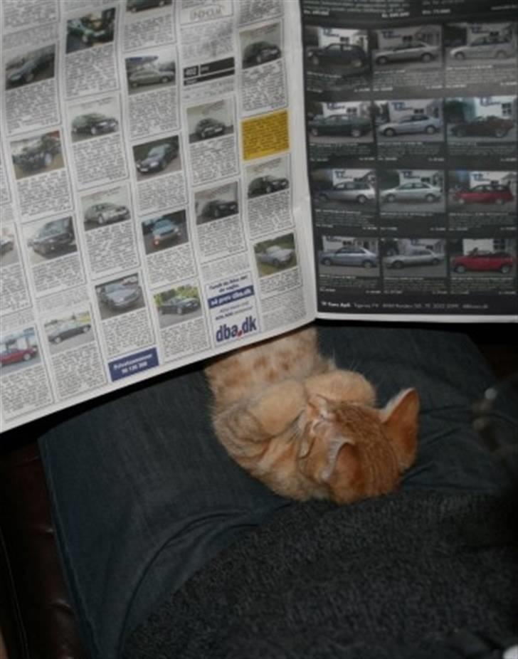 Huskat Garfield :D - "Jamen. Sikke da nogen fine biler" billede 6