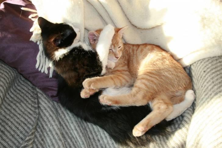 Huskat Garfield :D - "Det er nu altid godt med en søster til at ligge med" billede 7