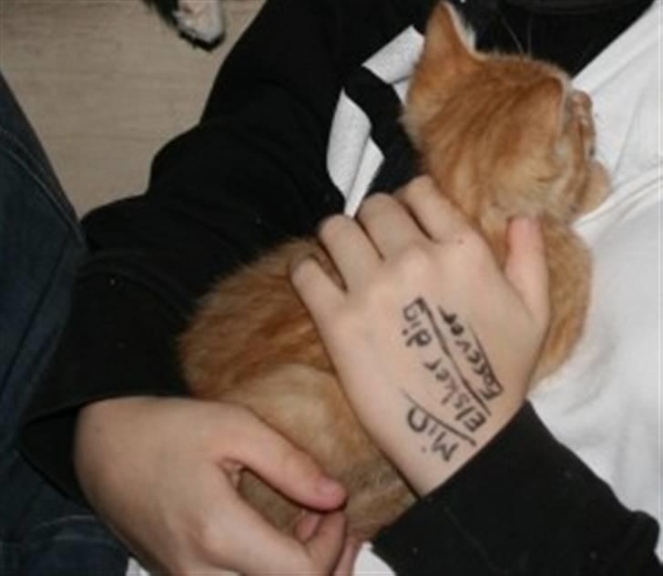 Huskat Garfield :D - "Dejlig blød mave jeg ligger på" billede 8