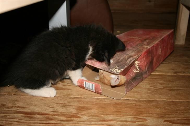 Huskat Trunte :D - Velkommen til mine billeder, og til min profil :D billede 1