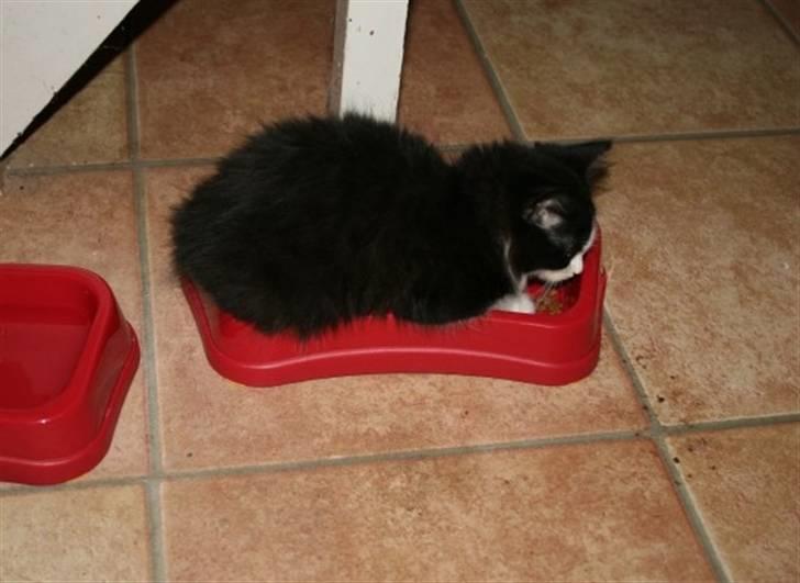 Huskat Trunte :D - Hun er da slet ikke doven :D? billede 2