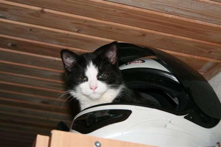 Huskat Trunte :D - "Så skal vi sku´ ud og køre, med de skøre" billede 3