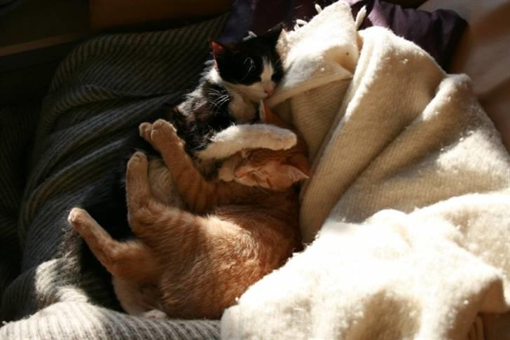 Huskat Trunte :D - "Dejligt med en bror, man kan ligge og sove med" billede 4