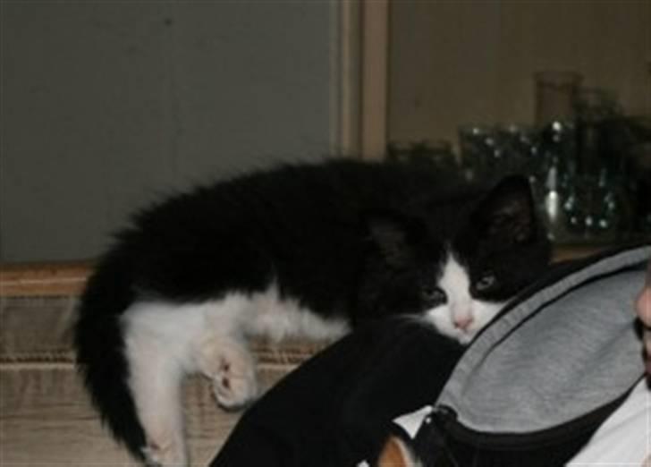 Huskat Trunte :D - "Orker jeg og rejse mig?" billede 5