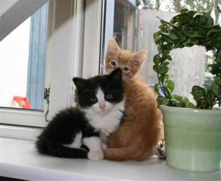 Huskat Trunte :D - "Mig og min bror :D" billede 6