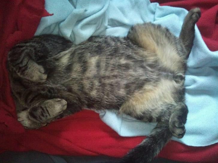 Huskat Bobby billede 2