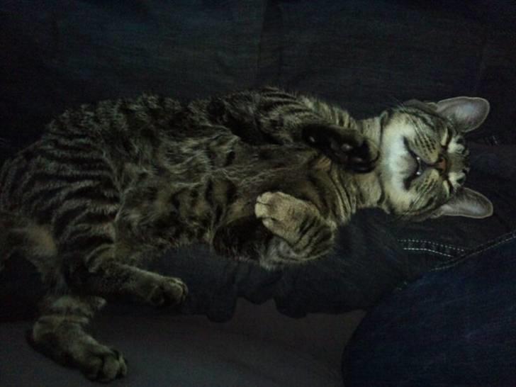 Huskat Bobby billede 3