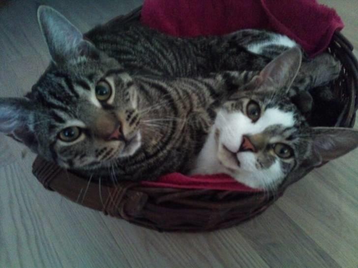 Huskat Bobby - Elsker brormand og yndlings fletkurv <3 billede 4