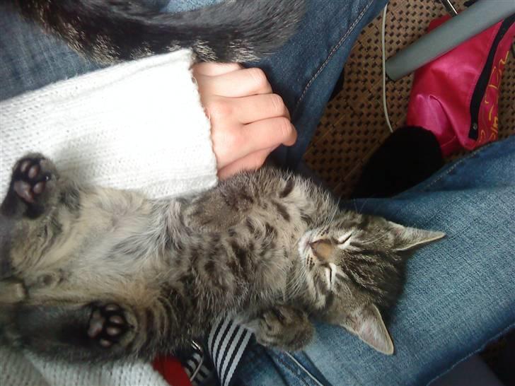 Huskat Bobby billede 5