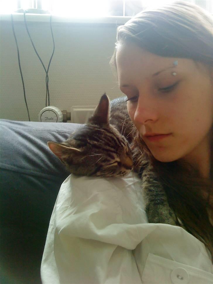 Huskat Bobby - Putte-gris <3 billede 6