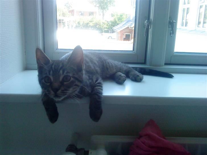 Huskat Bobby billede 7