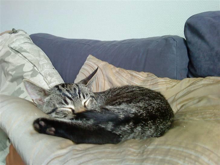 Huskat Bobby - Tænk du har været så lille engang . billede 8