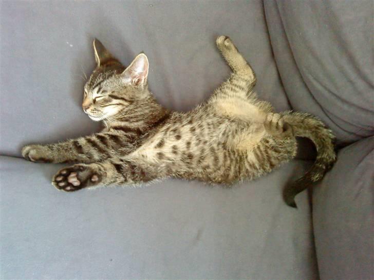 Huskat Bobby billede 9