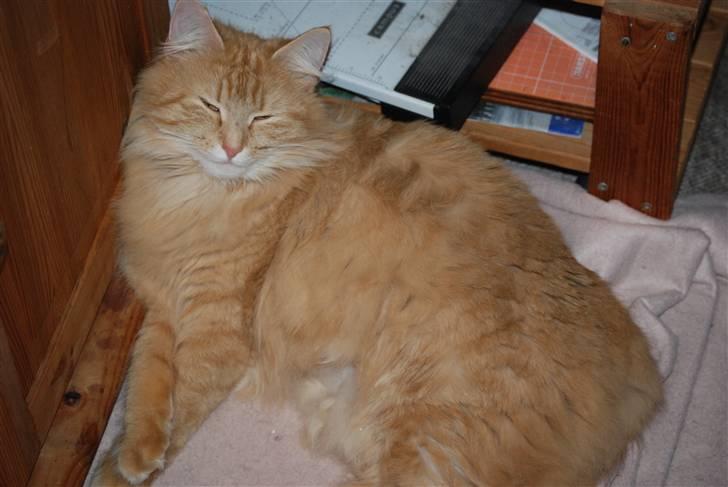 Norsk Skovkat Vindelhusets Flora - Romantisk buttet er vi <3 mig og mislingerne billede 10