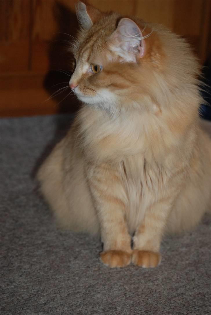 Norsk Skovkat Vindelhusets Flora - mislingerne fylder efterhånden en del :) billede 11