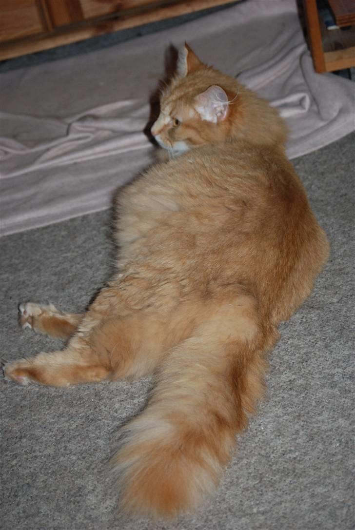 Norsk Skovkat Vindelhusets Flora - dag 57 :) billede 12