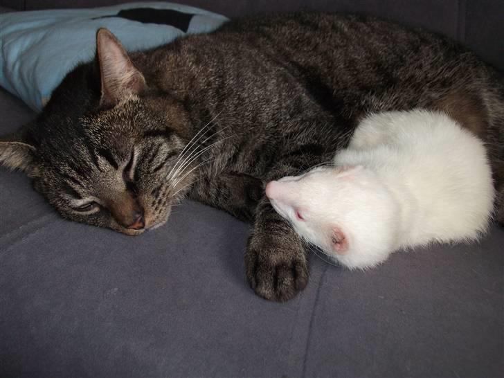 Huskat Tiger Mulle *på landet* billede 6