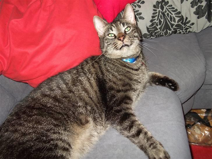 Huskat Tiger Mulle *på landet* billede 7