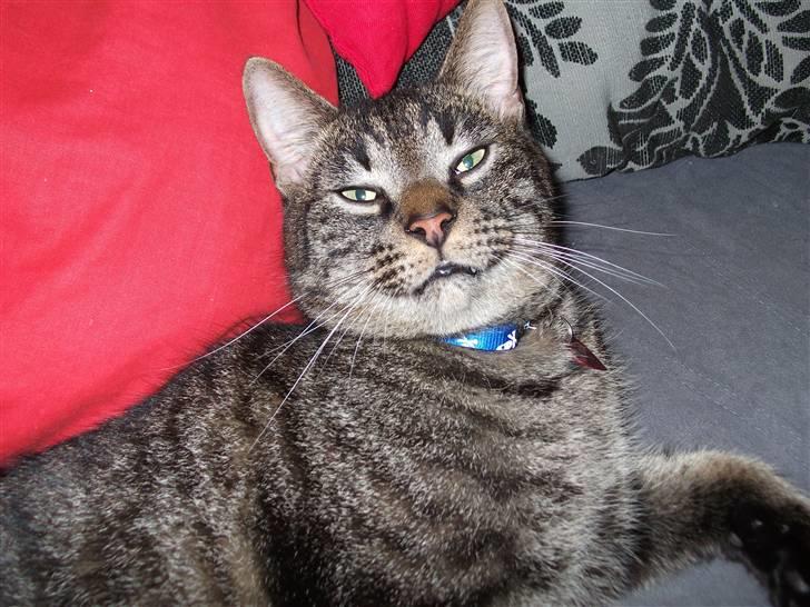 Huskat Tiger Mulle *på landet* billede 8