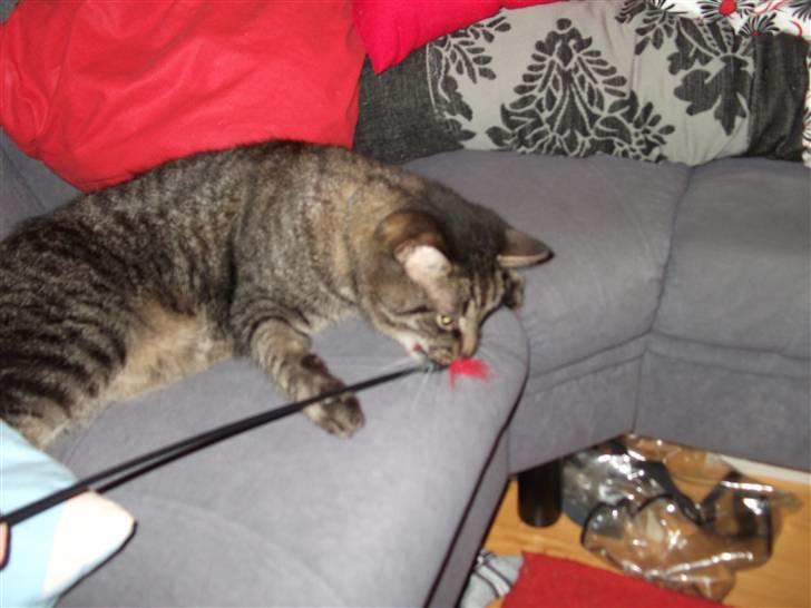 Huskat Tiger Mulle *på landet* billede 9