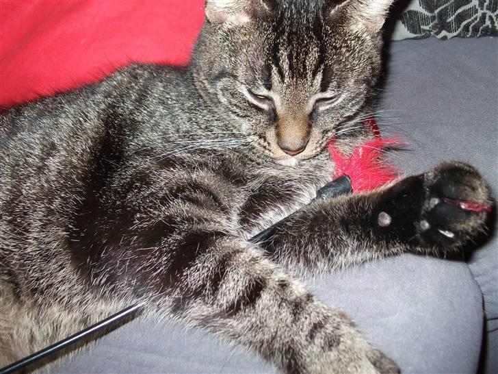 Huskat Tiger Mulle *på landet* billede 10