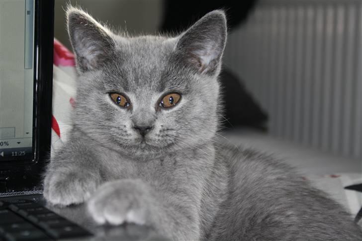 British Shorthair DK Sentimentals iNaia billede 2