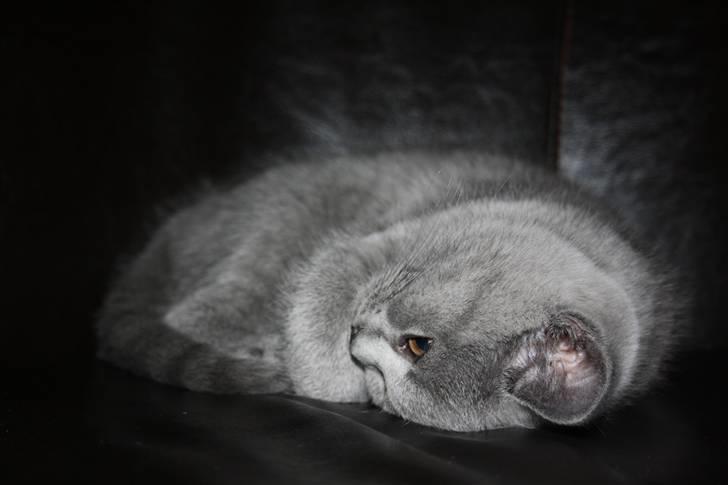 British Shorthair DK Sentimentals iNaia billede 3