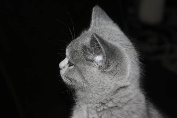 British Shorthair DK Sentimentals iNaia billede 4