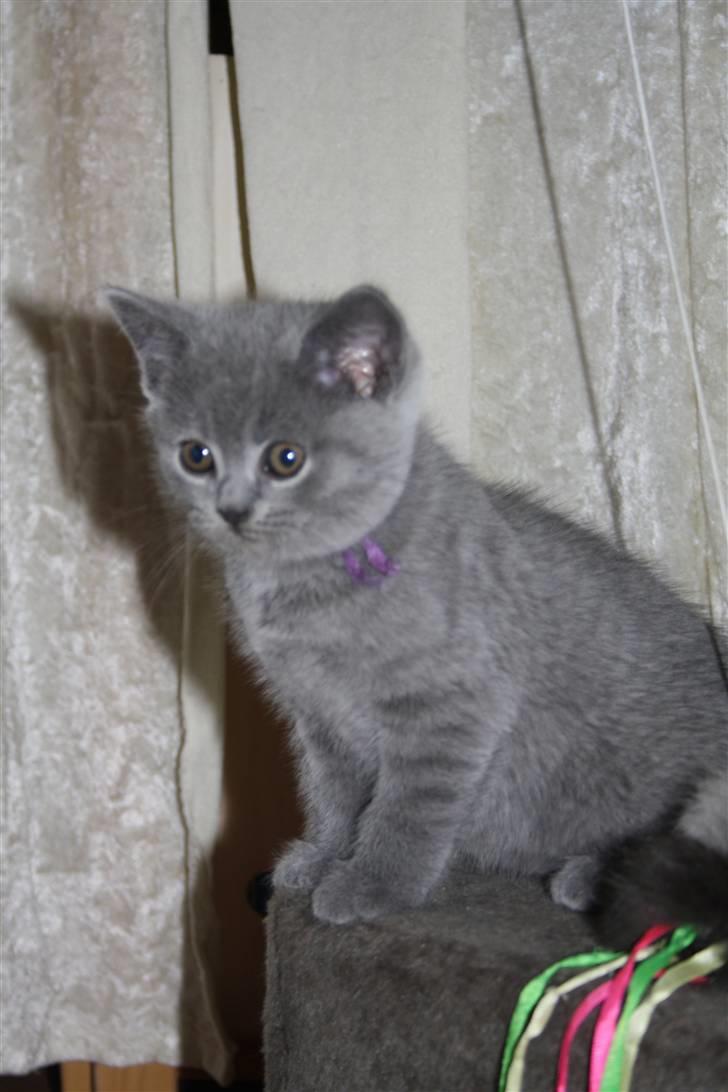 British Shorthair DK Sentimentals iNaia billede 9