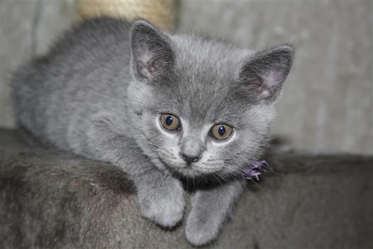 British Shorthair DK Sentimentals iNaia billede 10