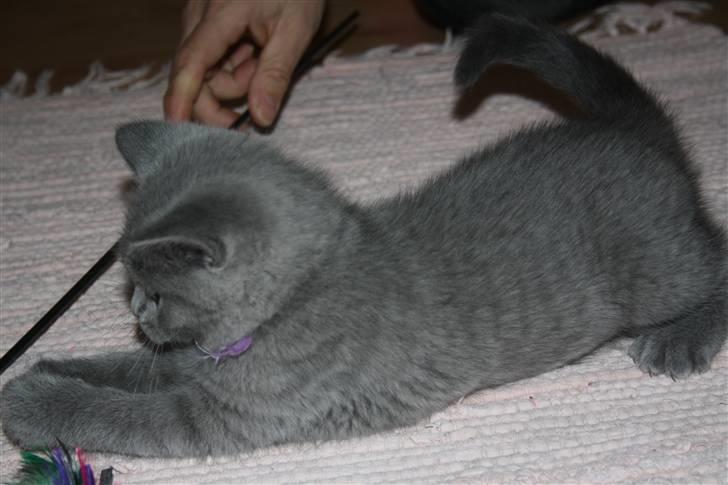 British Shorthair DK Sentimentals iNaia billede 11