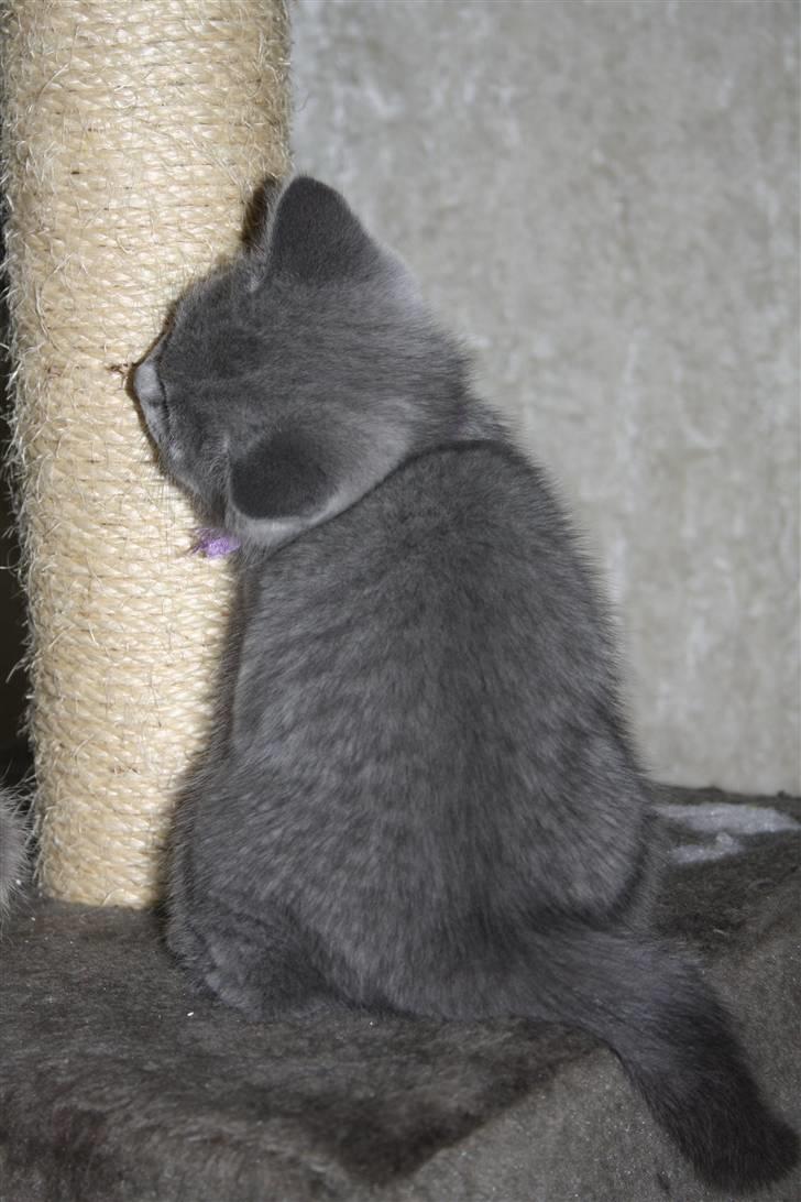 British Shorthair DK Sentimentals iNaia billede 12