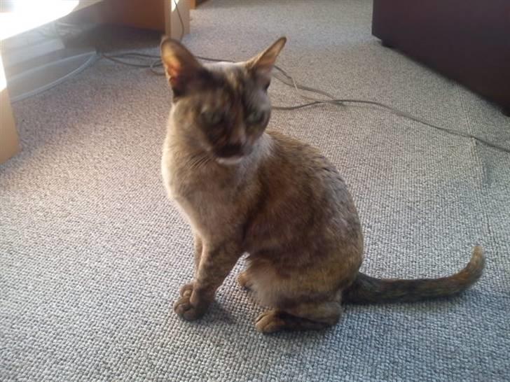 Blanding af racer Deffie billede 1