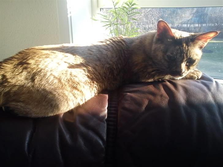 Blanding af racer Deffie billede 2