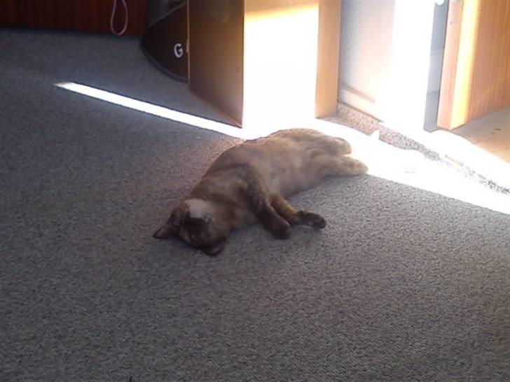 Blanding af racer Deffie billede 3