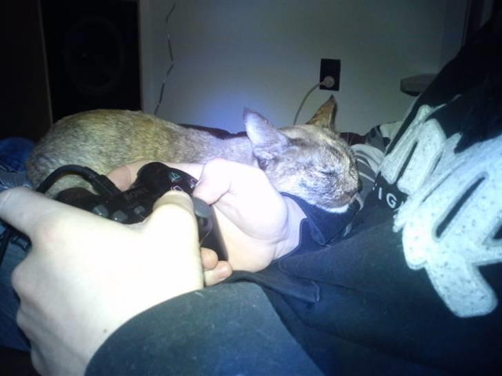 Blanding af racer Deffie billede 4